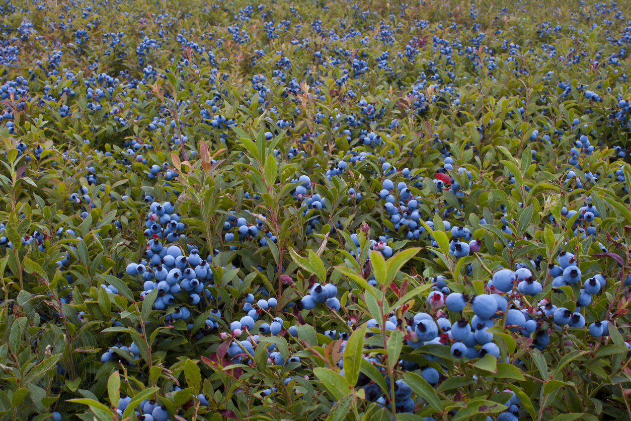 Camden-Maine-Blueberries