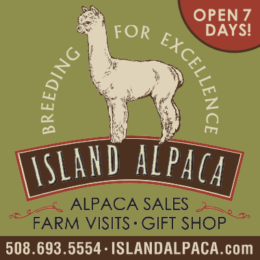 Island Alpaca Print Ad