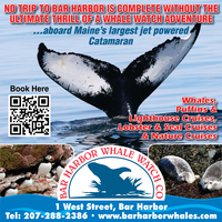 Bar Harbor Whale Watch Co. mini hero image
