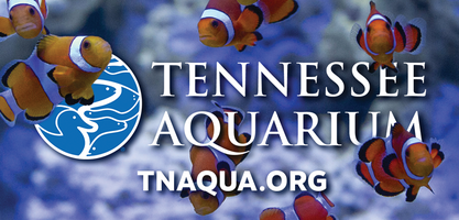Tennessee Aquarium mini hero image