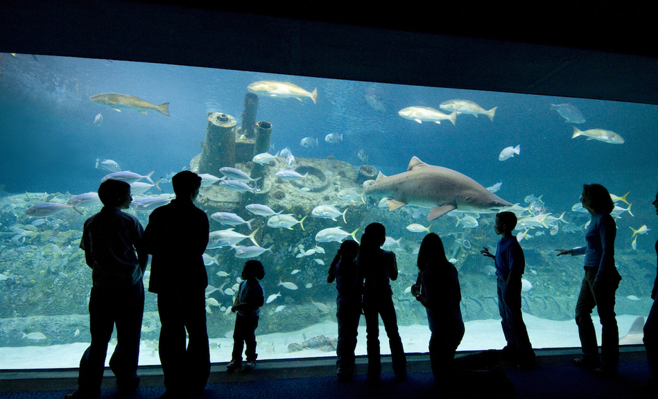 NC Aquarium at Pine Knoll Shores hero image