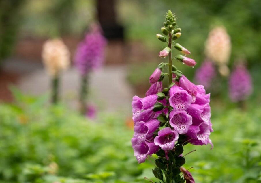 Flower_Sandhills_NC