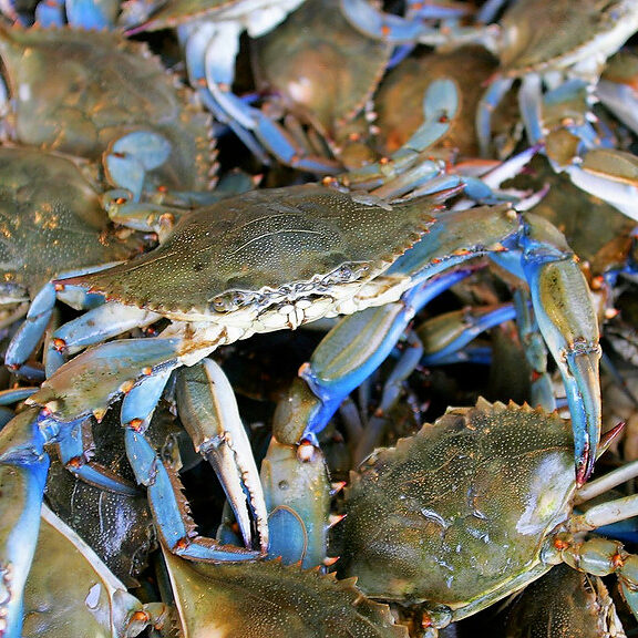 baltimore-md-crabs