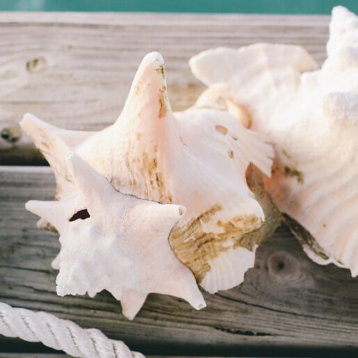 hyannis-yarmouth-ma-shells