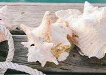 hyannis-yarmouth-ma-shells