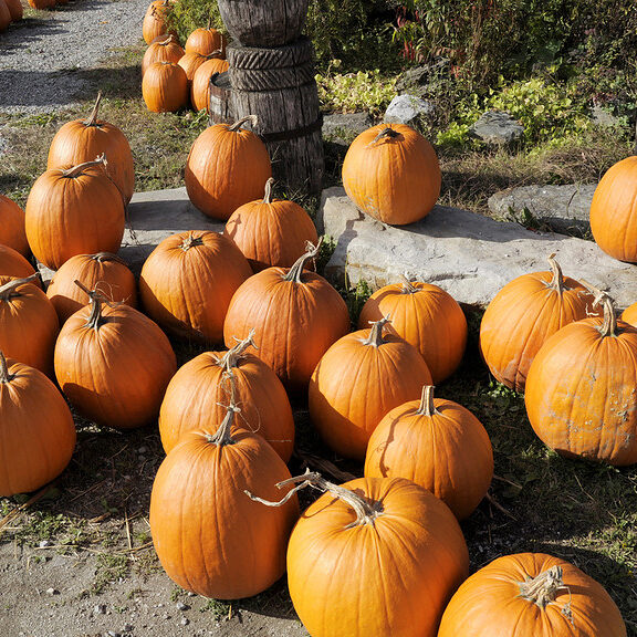 keene-monadnock-region-nh-pumpkins