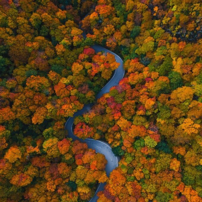 Scenic,Stowe,Vermont,Fall,Foliage,Forest,Road.,Curved,Road,In