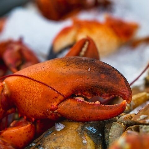 chatham-orleans-ma-lobster