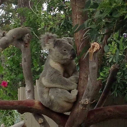 san-diego-ca-koala