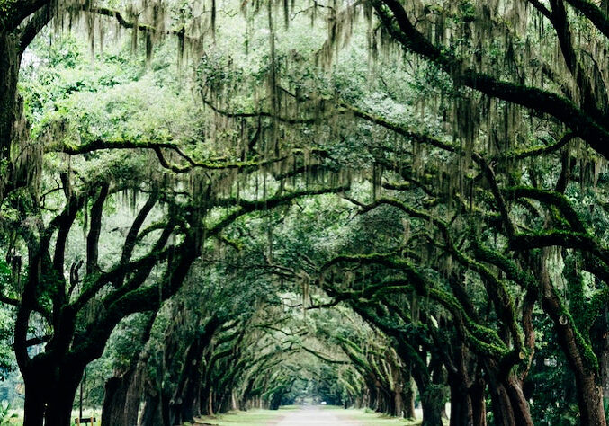 savannah-tybee-island-ga-trees