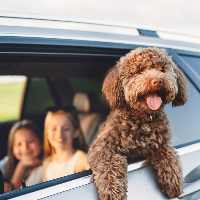 Fluffy,Brown,Maltipoo,Dog,Looking,Out,From,An,Open,Car