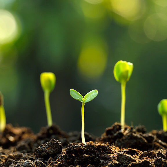 united-states-plants